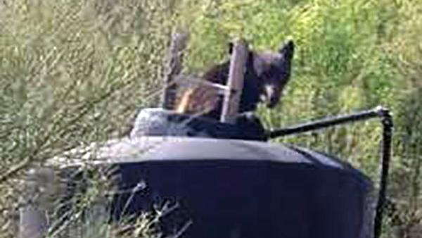 Thirsty bear in Arizona uses ladder to get out of water tank
